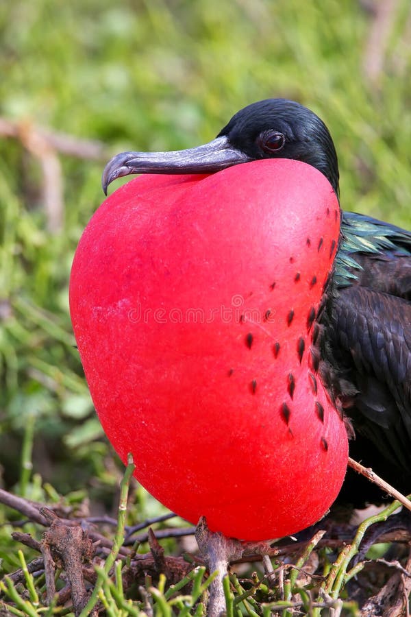 Male Great Frigatebird on Genovesa Island, Galapagos National Pa royalty free stock image Male Great Frigatebird on Genovesa Island, Galapagos National Pa royalty free stock image