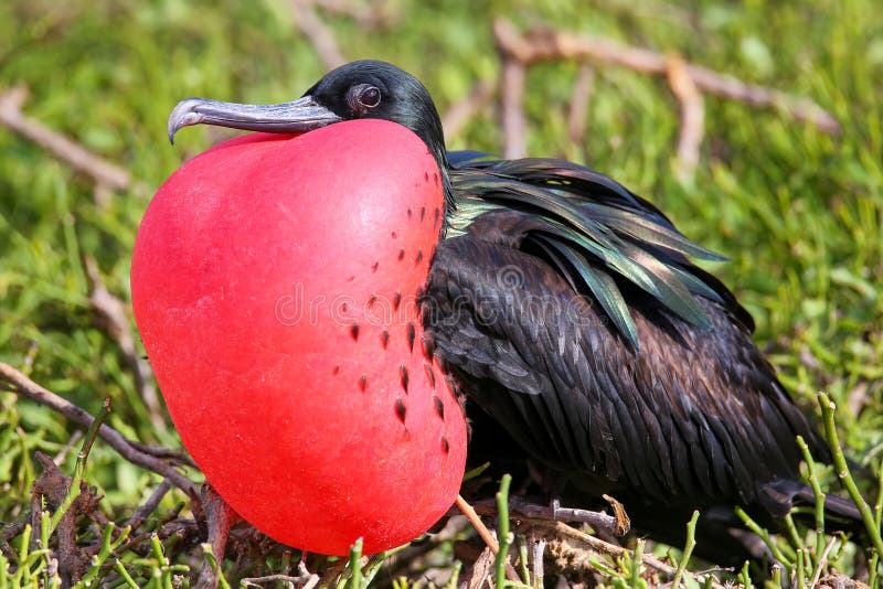 Male Great Frigatebird on Genovesa Island, Galapagos National Pa royalty free stock image Male Great Frigatebird on Genovesa Island, Galapagos National Pa royalty free stock image