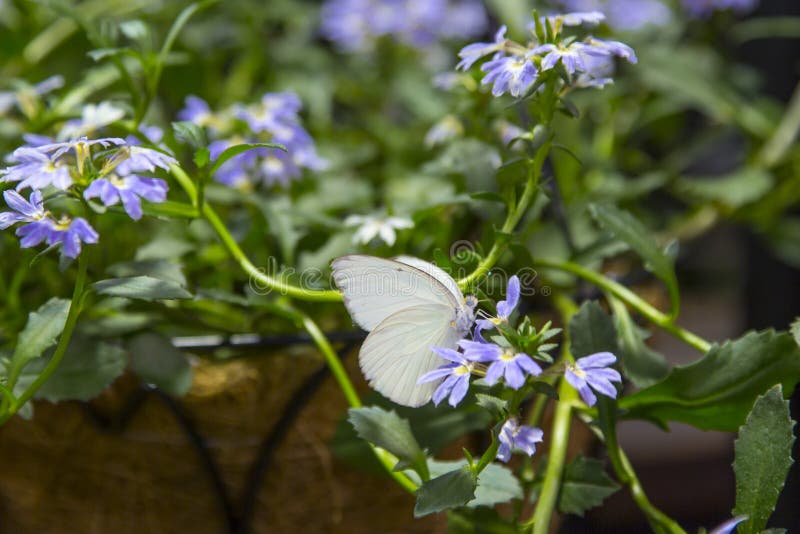 Male Great Southern White Butterfly