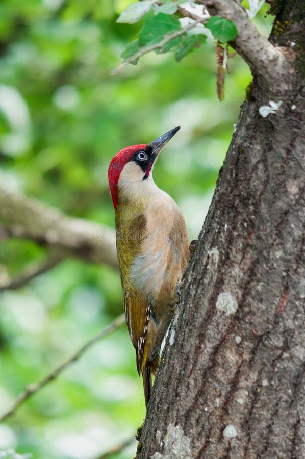 A male green woodpecker (Picus viridis) on a poplar tree. A male green woodpecker (Picus viridis) on a poplar tree