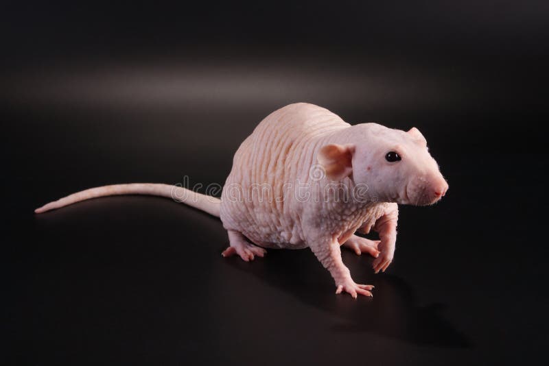 Male Hairless Rat Dumbo Sphynx Breed Stock Image Image of rodent