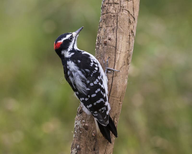 Male Hairy Woodpecker, Ottawa, Canada Stock Image - Image of hairy