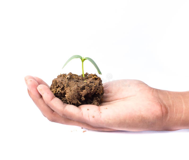 Male hand hold a small sprout and an earth handful isolated on a royalty free stock image Male hand hold a small sprout and an earth handful isolated on a royalty free stock image