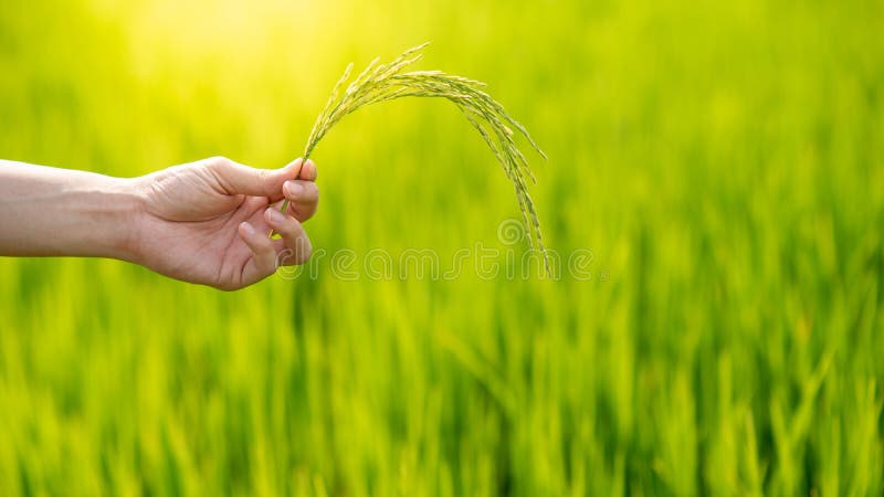 Male hand holding rice spike in rice field