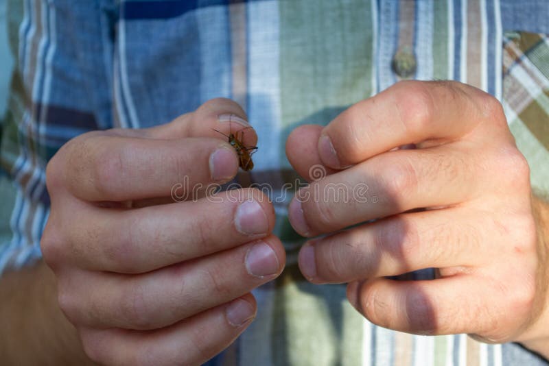 21,004 Insect Hand Photos Free & RoyaltyFree Stock Photos from