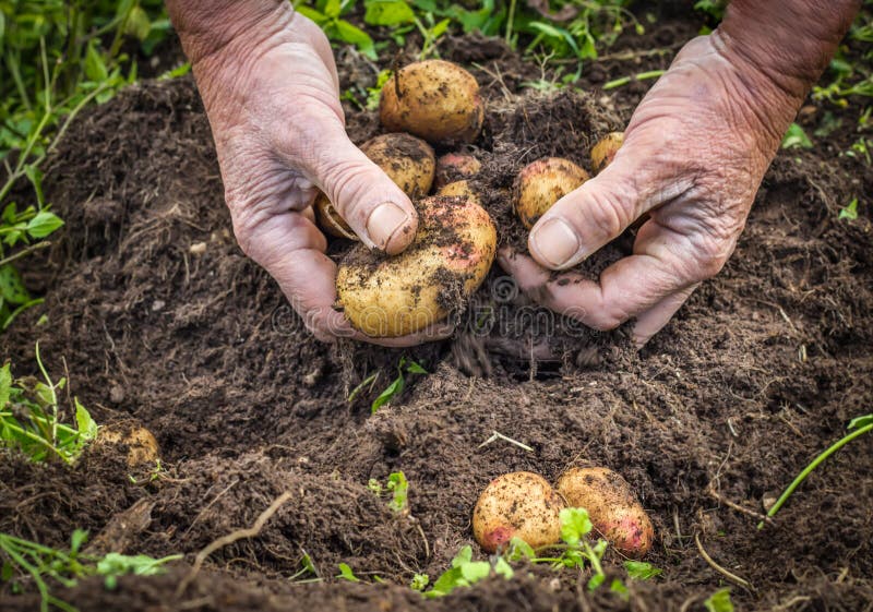 Male hands harvesting fresh potatoes from soil royalty free stock photos Male hands harvesting fresh potatoes from soil royalty free stock photos