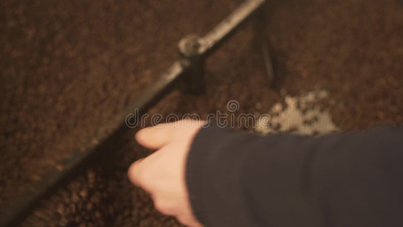 Male hands holding coffee beans over roaster stock video footage