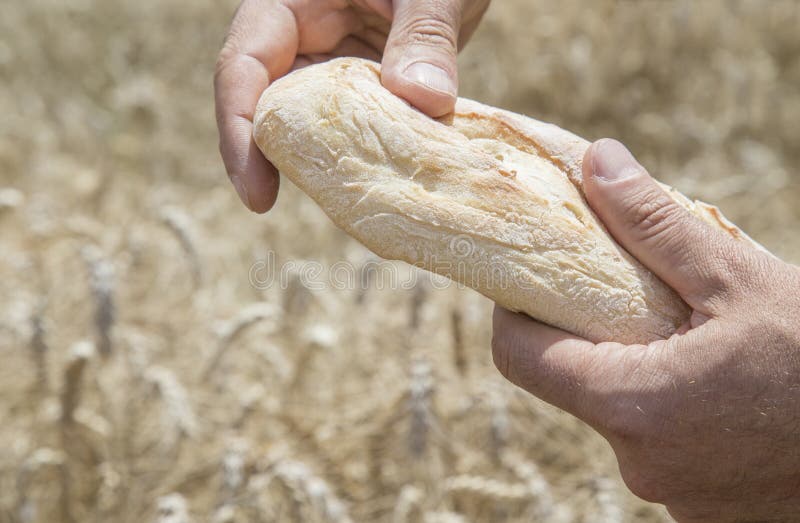 Male hands holding a freshly baked loaf of bread over a wheat field background conceptual of wheat as an ingredient in baking bread