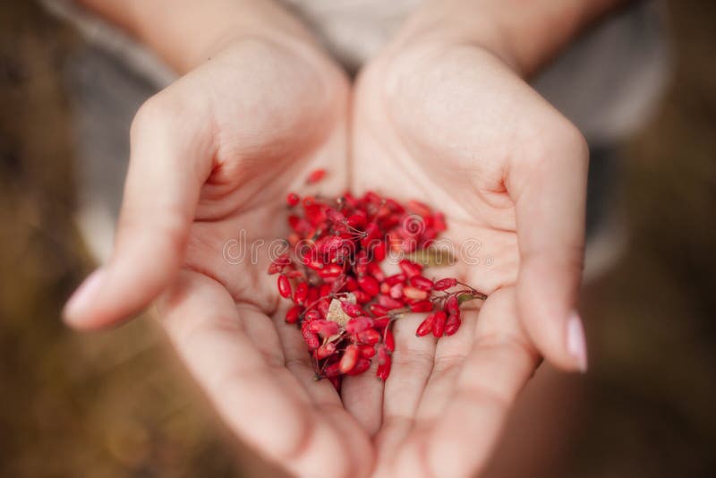Male hands holding red cornel berries cornelian cherries close up defocused background summer. Bright handful fresh wild royalty free stock images Male hands holding red cornel berries cornelian cherries close up defocused background summer. Bright handful fresh wild royalty free stock images