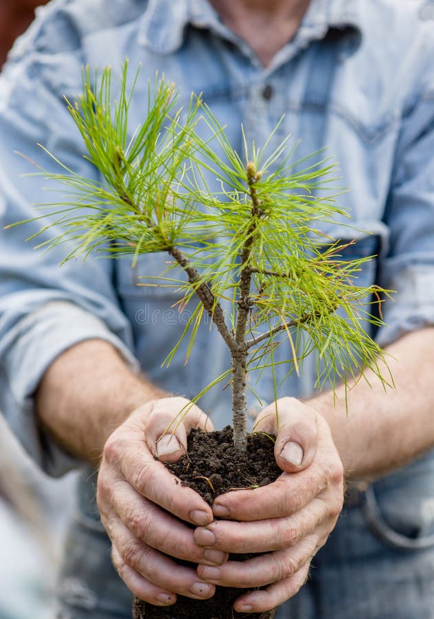 Male hands holding a seedling cedar with handful of earth royalty free stock photography Male hands holding a seedling cedar with handful of earth royalty free stock photography