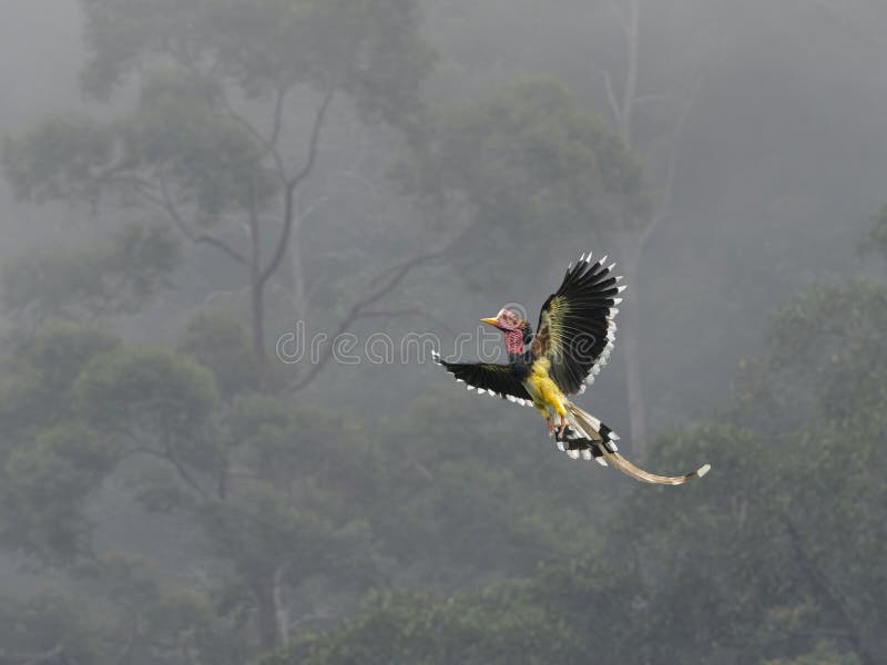 Male Helmeted Hornbill flying freely in Tropical Forest