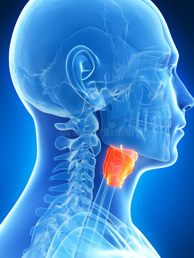 Male highlighted larynx