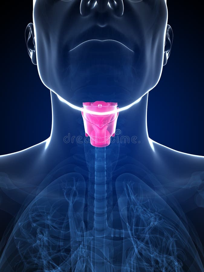 Male highlighted larynx vector illustration