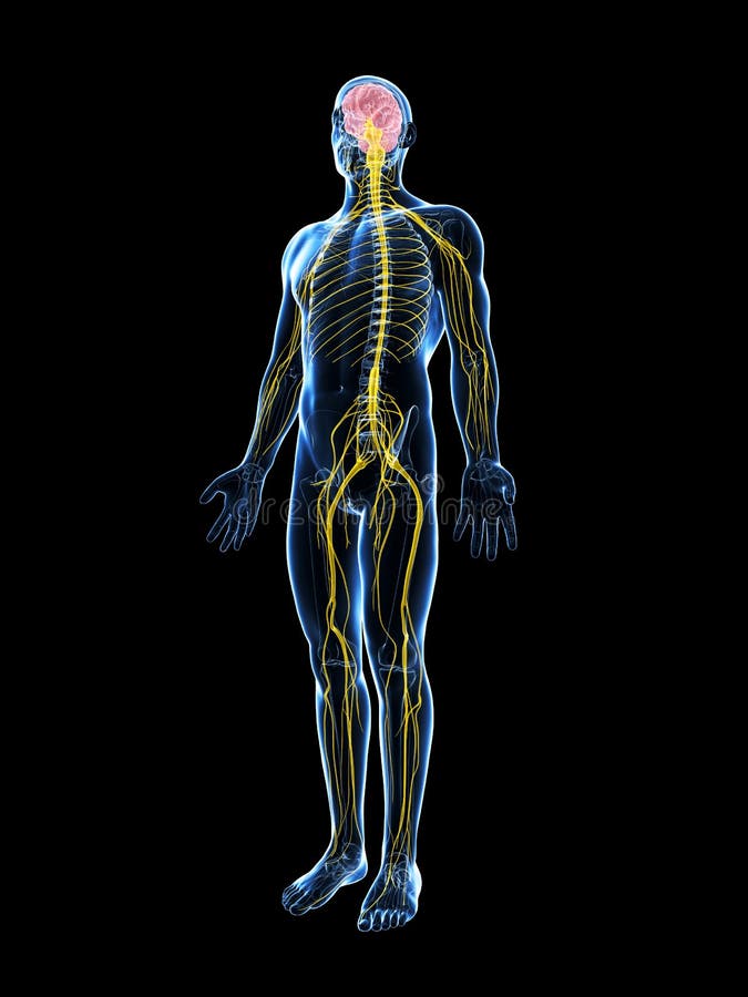 Male highlighted nerve system royalty free illustration