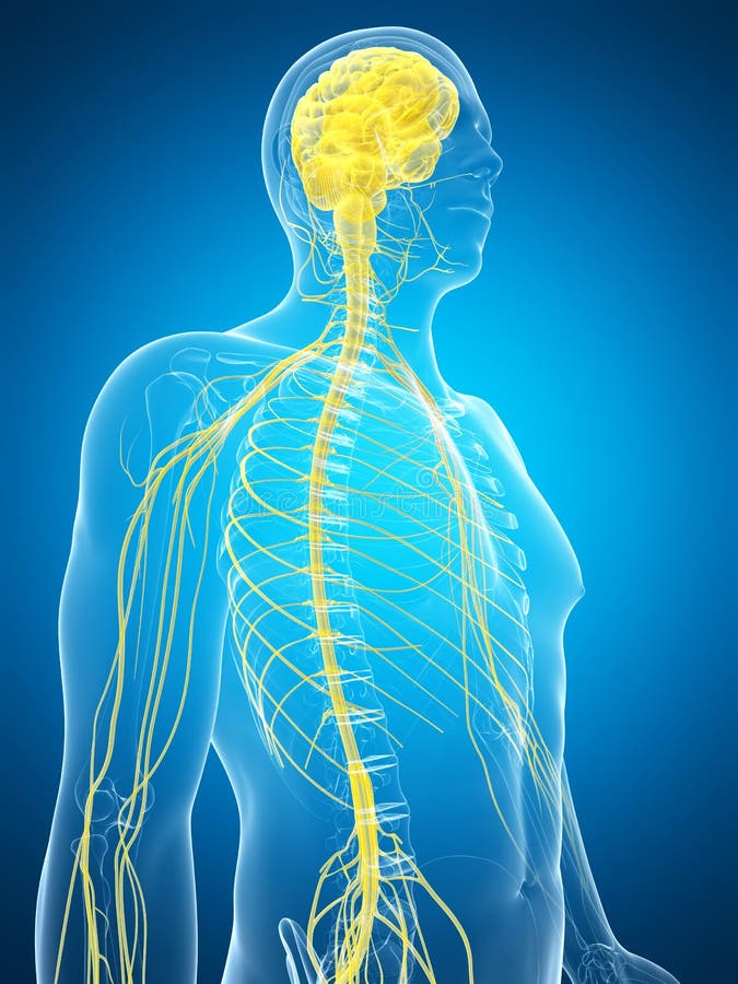 Male highlighted nerve system vector illustration