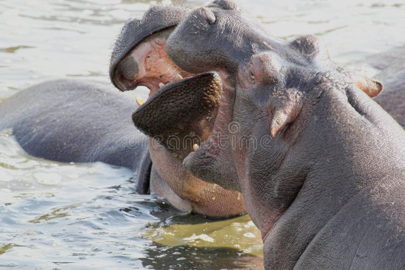 Two huge male hippos (Hippopotamus amphibius) fighting in a pool in Serengeti National Park, Tanzania. Two huge male hippos (Hippopotamus amphibius) fighting in a pool in Serengeti National Park, Tanzania