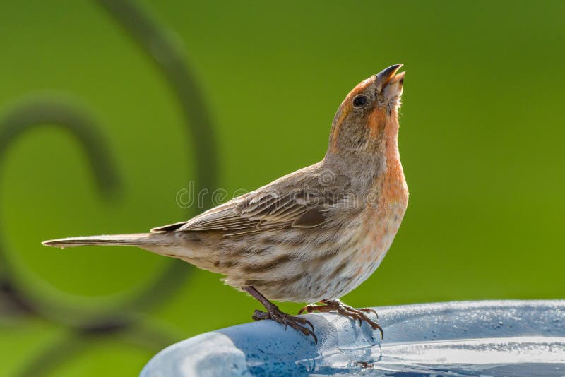 Male House Finch Perched on an Birdbath stock photo Male House Finch Perched on an Birdbath stock photo