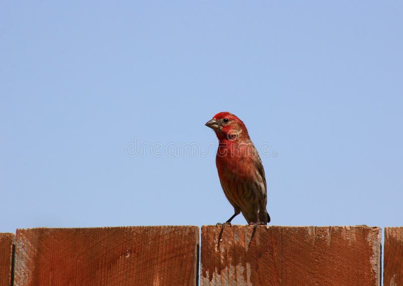 Male house finch red variety royalty free stock photo Male house finch red variety royalty free stock photo