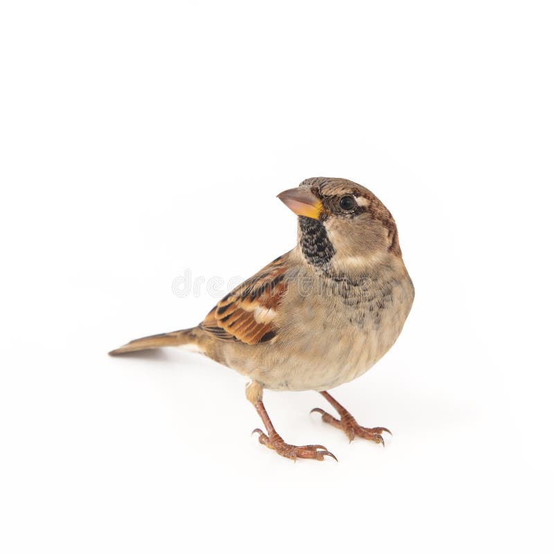 Male House Sparrow passer domesticus isolated on a white background