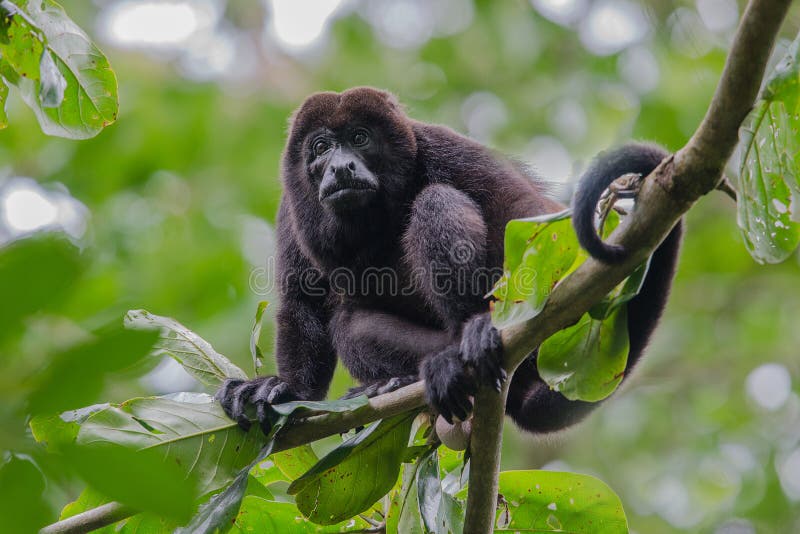 Male howler monkey resting in the trees