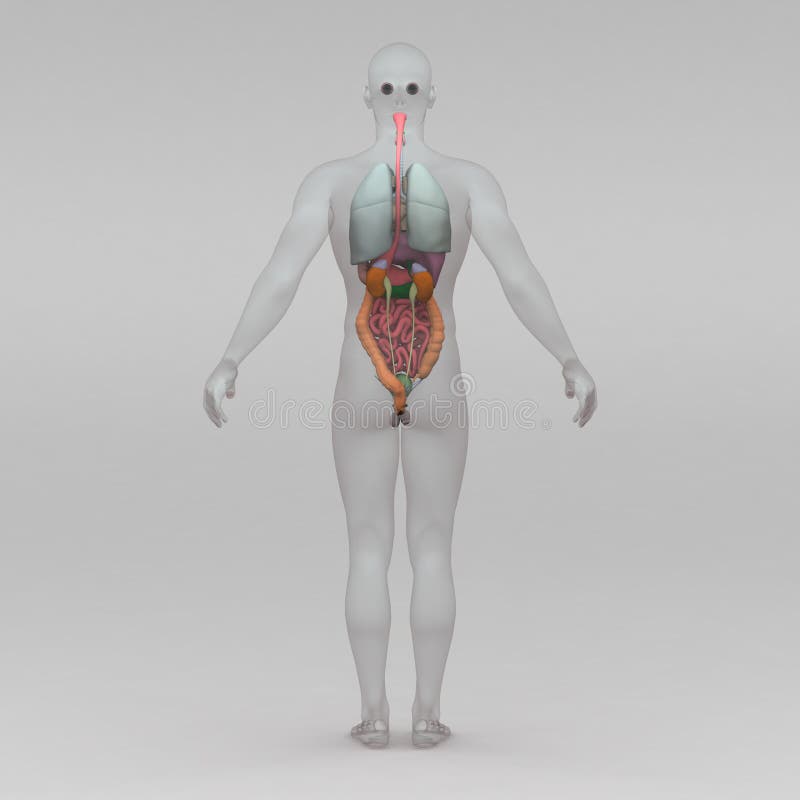 Male Human Anatomy and Organs Stock Illustration - Illustration of