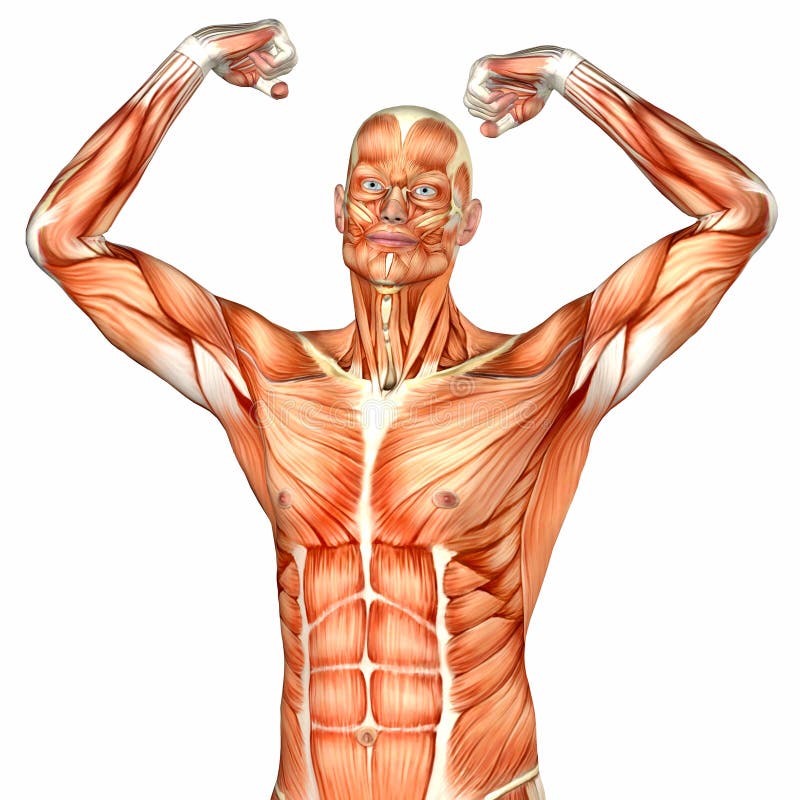 Male Human Body Anatomy - Upper Part Stock Illustration - Illustration
