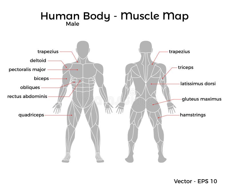 Male Human Body Muscle map stock vector. Illustration of ...