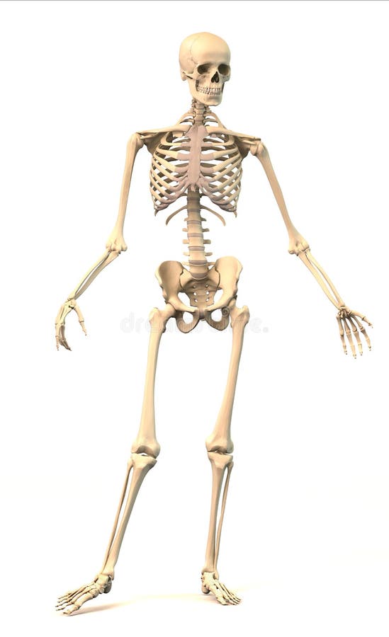 Male Human skeleton, in dynamic posture, front view. vector illustration Male Human skeleton, in dynamic posture, front view. vector illustration