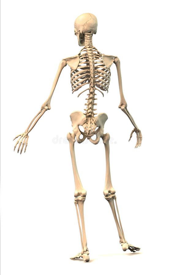 Male Human skeleton, in dynamic posture, rear view. stock illustration Male Human skeleton, in dynamic posture, rear view. stock illustration