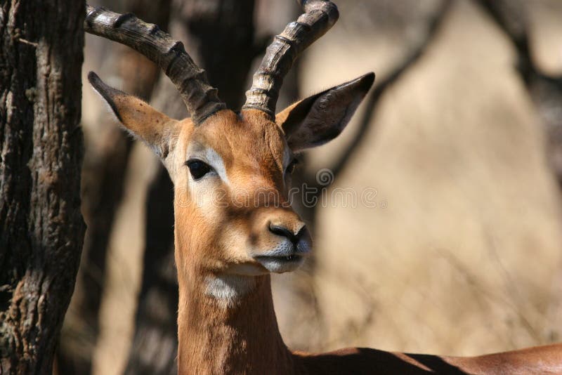 Male Impala