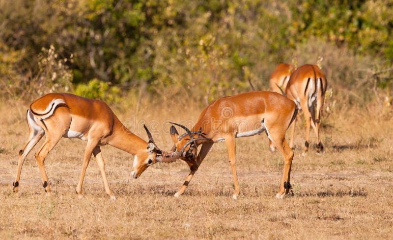 Male Impala Antelopes fighting