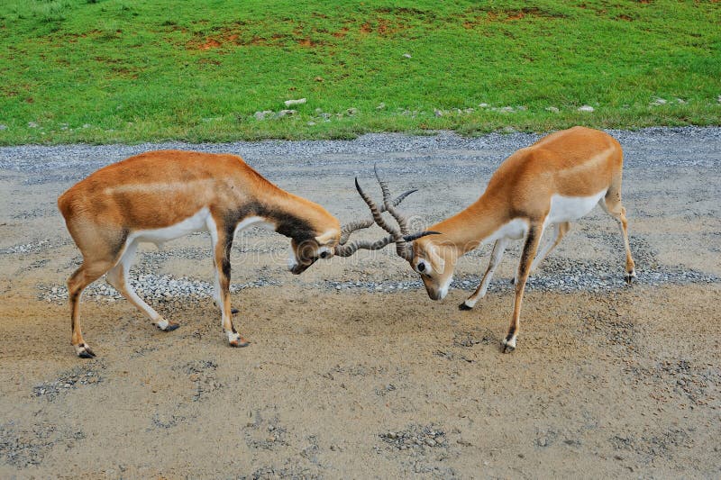 Male impala antelopes are fighting royalty free stock photos