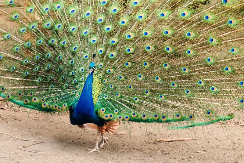 Male indian peafowl blue (Pavo cristatus) showing his spread tail closeup, courtship of females