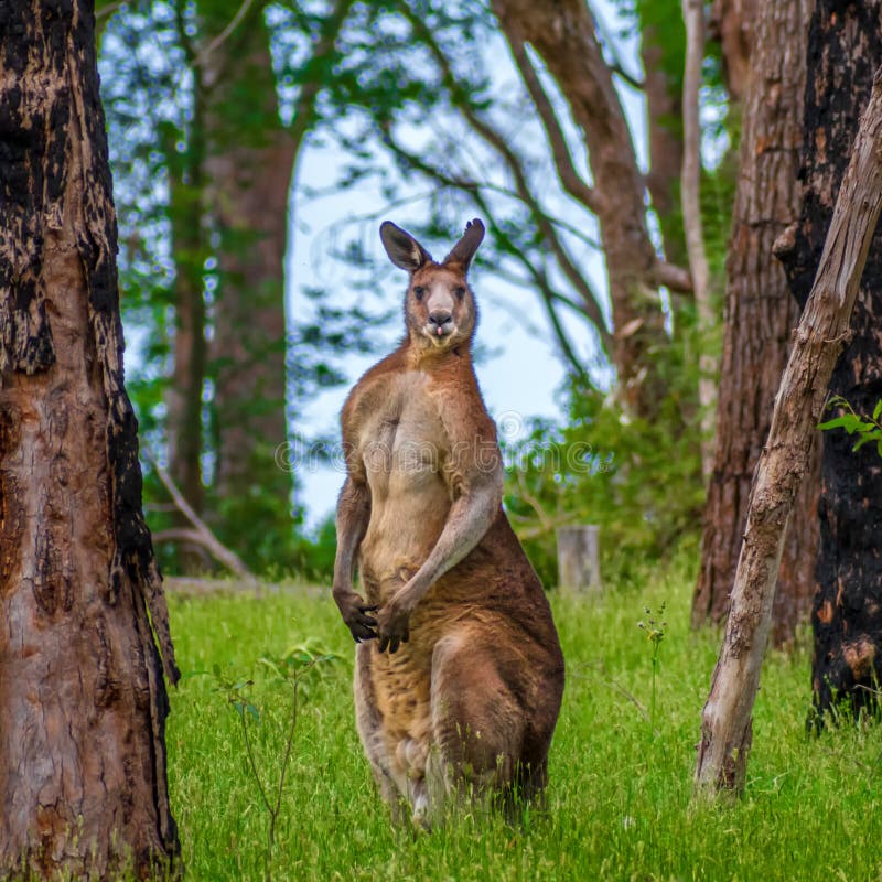 Muž klokan stojí vysoký a mocný v lese, Victoria, Austrália.