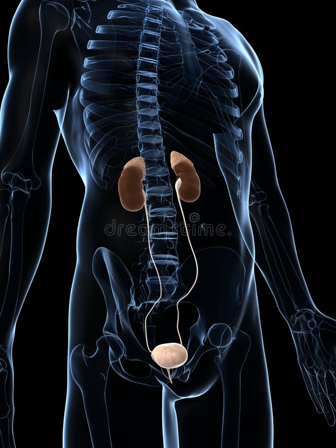 Male kidneys royalty free illustration