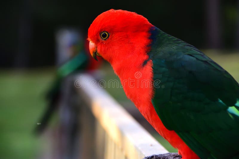 Male King Parrot stock photo. Image of australian, nature 226769516