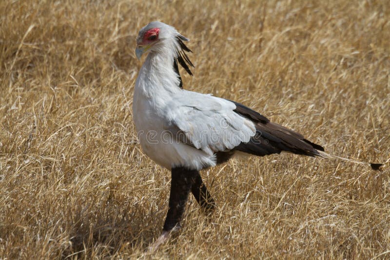 Download Male Kori Bustard stock image. Image of kori, serengeti - 22283601