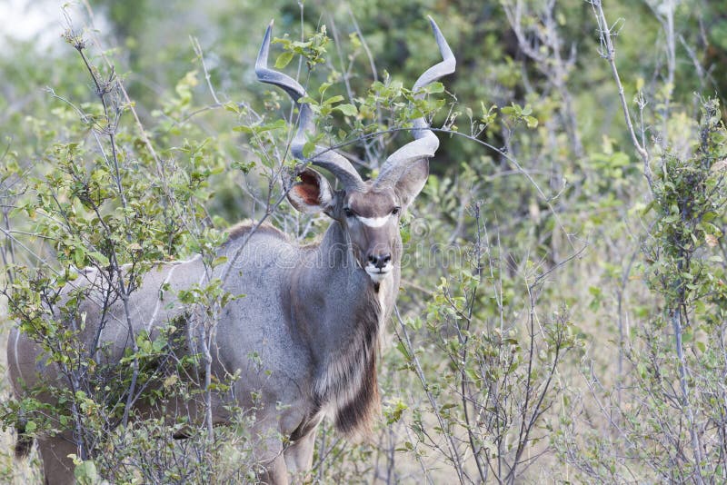 Male Kudu Antelope in African Bush, Kudu in Botswana