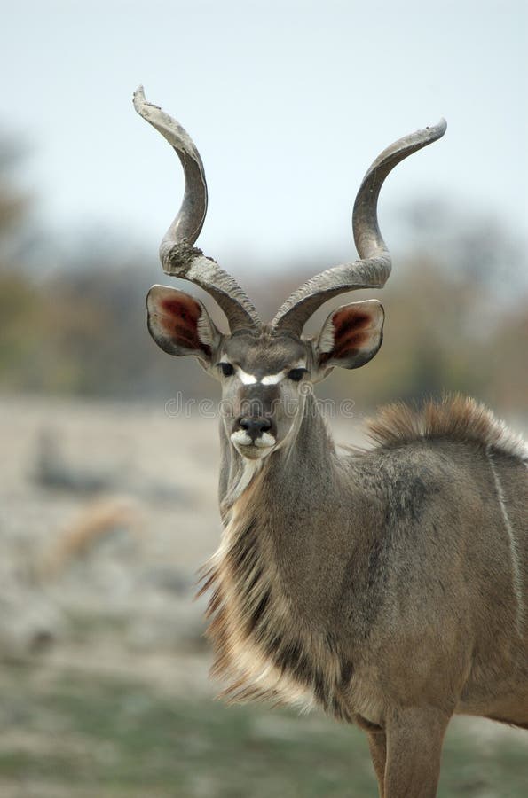 Male kudu portrait