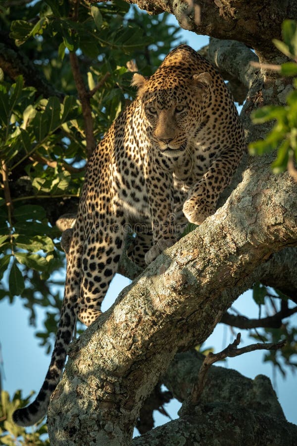 Male leopard looking down from leafy tree stock photos