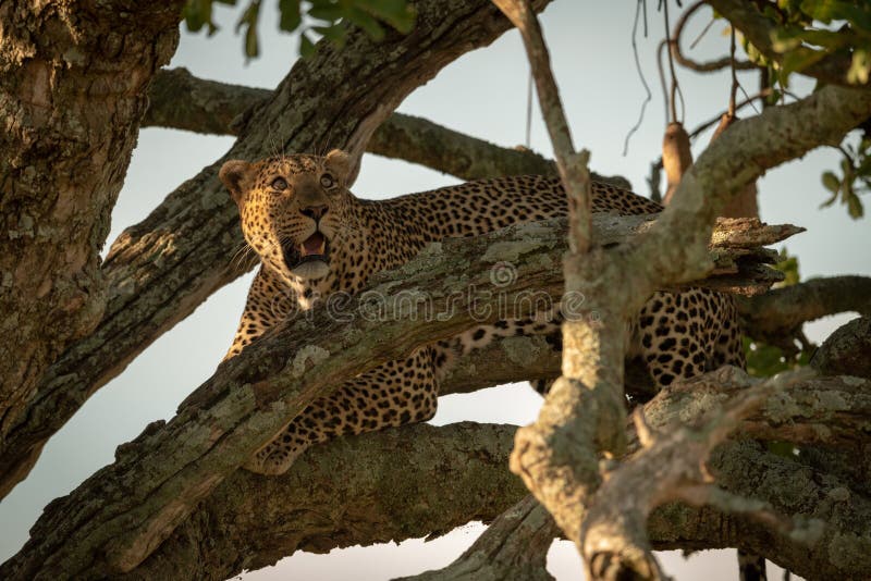 Male leopard looking up from tree branch royalty free stock photography