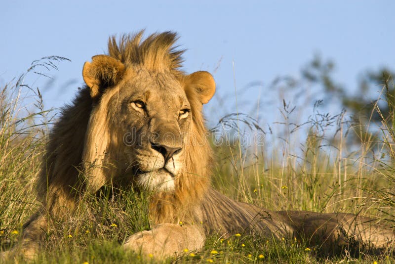 Male lion