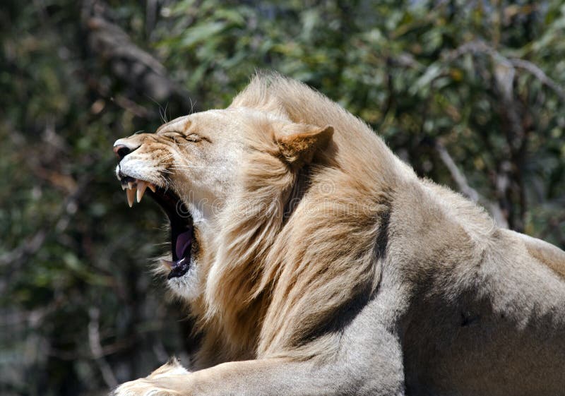 Male lion