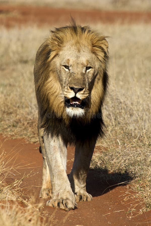 Male lion