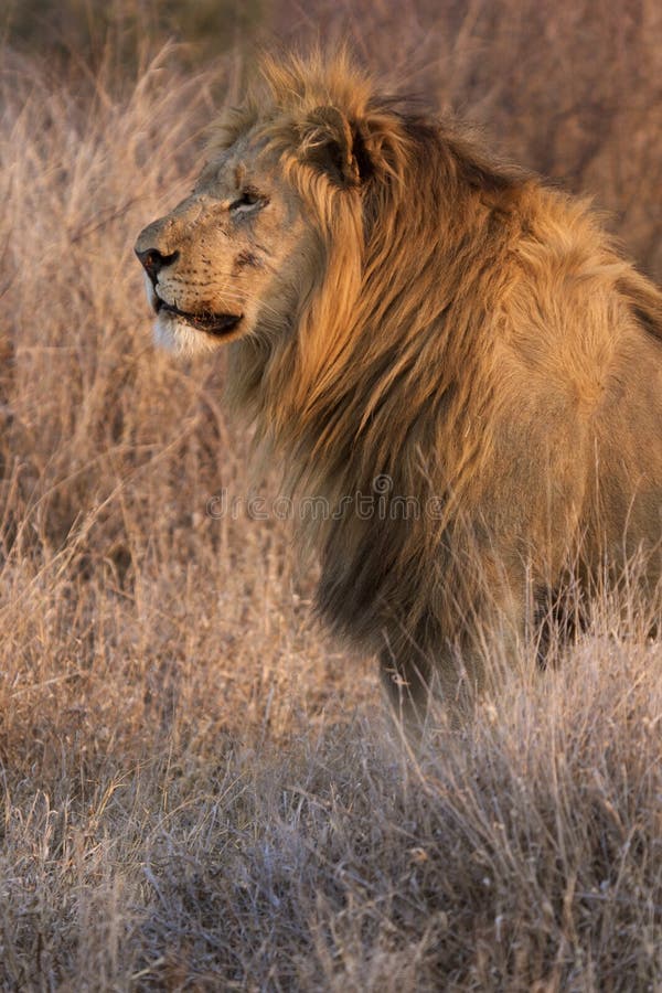 Male lion