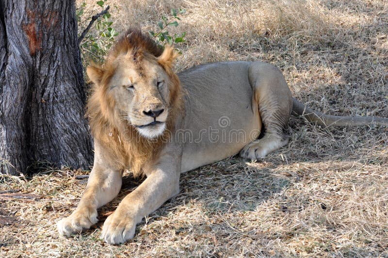 Male lion royalty free stock photos Male lion royalty free stock photos