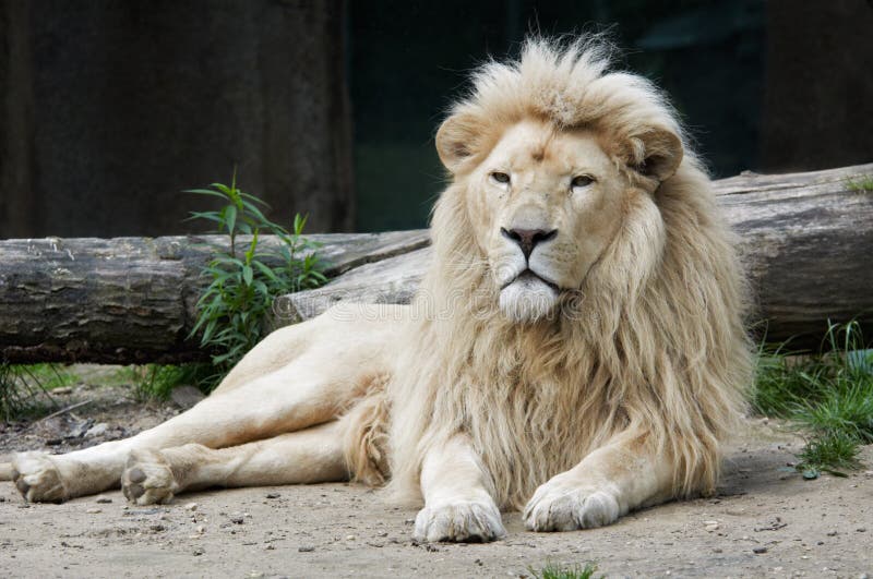 Bellissimo maschio bianco africano del leone.