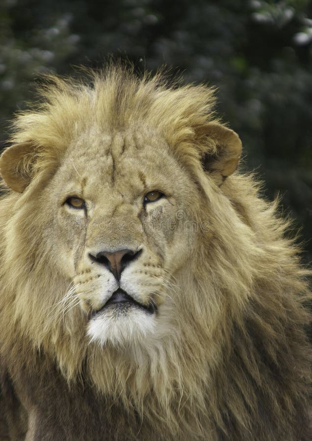 Lions vary in colour from nearly white to deep ochre brown but tawny yellow is the commonest shade. Male lions develop thick woolly manes on the neck and shoulders, signifying maturity. The mane protects the lion during fights with other males. It also differentiates between genders from a distance across savannah plains and is an indicator of fitness. Lions are the only cats to have a mane, sugge