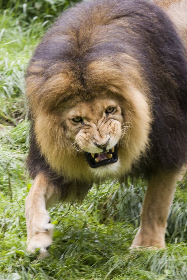 Male lion