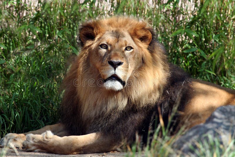 Male Lion